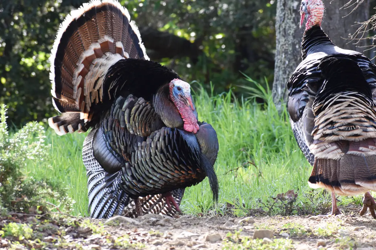 7 Reasons Why Turkeys Have Good Hearing