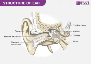 The Ear and Nervous System